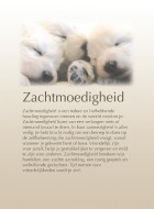 Zachtmoedigheid